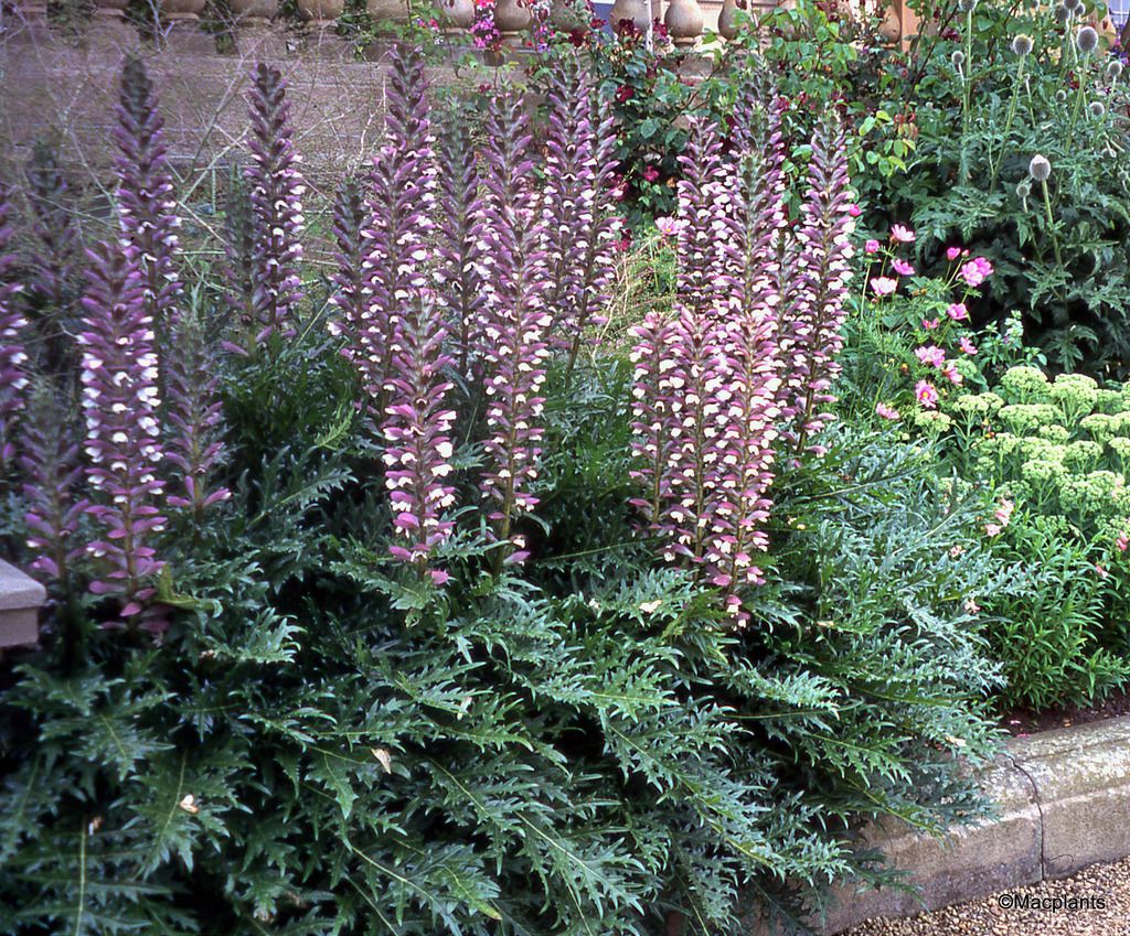Acanthus spinosus